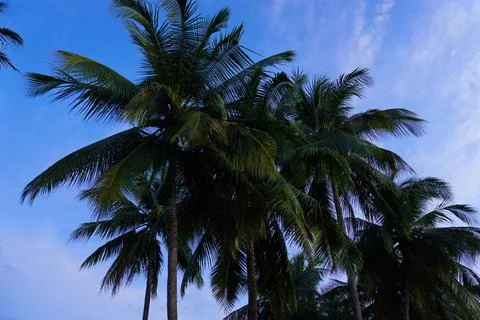 Coconut tree with blue sky background in the beach Stock Photos