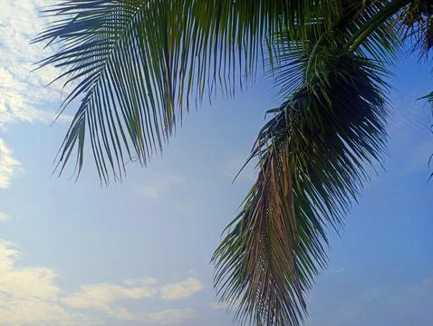Coconut tree on blue sky background. Copy space for text. Stock-Fotos