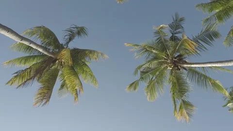 Coconut tree in the blue sky of the beach Stock Footage 210459871