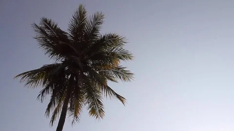 Coconut tree with blue sky Stock Footage 83729895