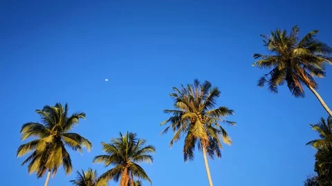 Coconut tree in blue sky 스톡 동영상 103892200