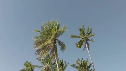 Coconut tree in blue sky Stock Footage 210468578