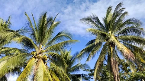 Coconut tree with blue sky Video stock 253187535