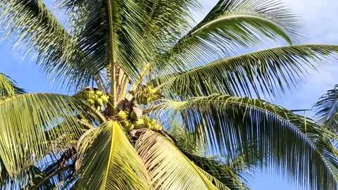 Coconut tree with blue sky Stock Footage 253188316