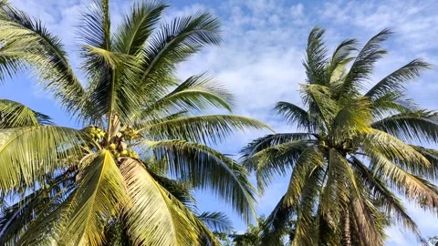 Coconut tree with blue sky Stock Footage 253188448