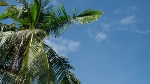 Coconut Tree with Blue Sky Video stock 323343188