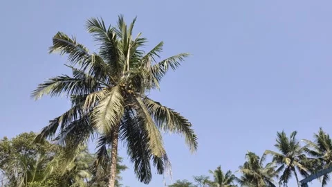 A Coconut Tree with Blue Sky Vidéo 339638503