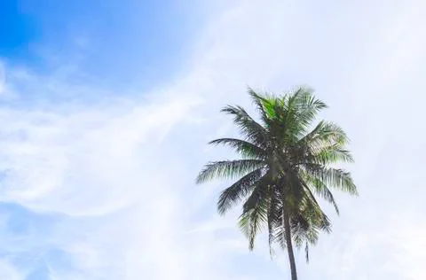 Coconut tree with blue sky Stock Photos
