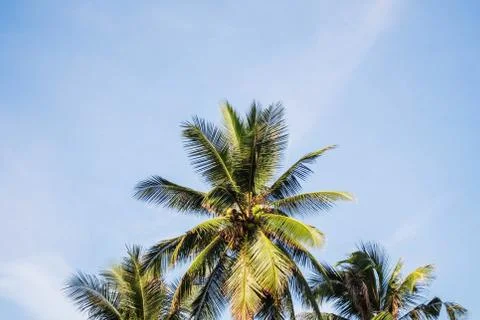 Coconut tree with blue sky. 스톡 사진
