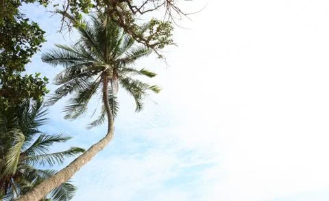 Coconut tree with the blue sky Stock Photos