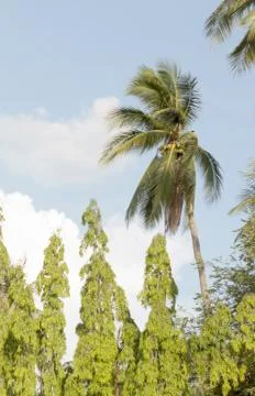 Coconut tree with the blue sky Stock Photos
