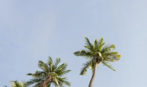 Coconut tree with the blue sky Stock Photos