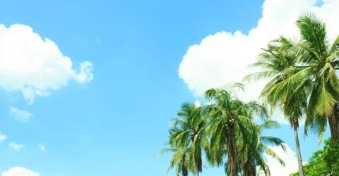 Coconut tree with the blue sky Stock Photos