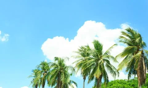Coconut tree with the blue sky Stock Photos