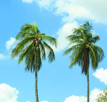 Coconut tree with the blue sky Stock Photos