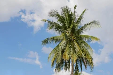 Coconut tree with blue sky Stock Photos