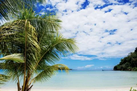Coconut tree at blue sky. Stock Photos