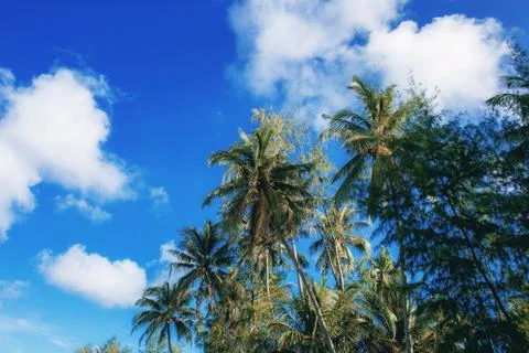 Coconut tree at blue sky. 스톡 사진
