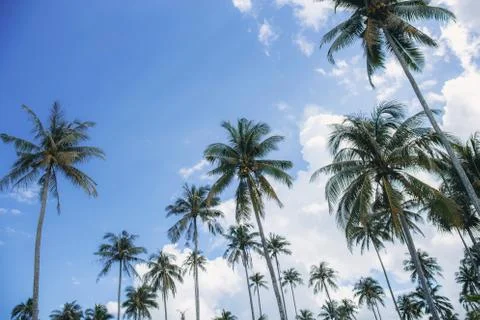 Coconut tree at blue sky. Stock Photos