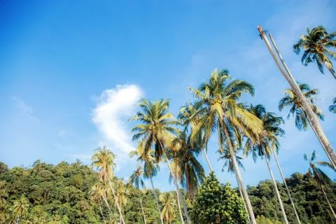 Coconut tree at blue sky. Stock Photos