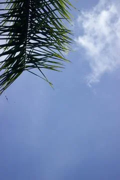 Coconut tree with blue sky Stock Photos
