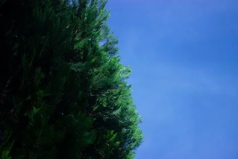 Coconut tree with blue sky Stock Photos