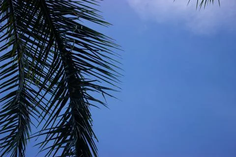 Coconut tree with blue sky Foto stock