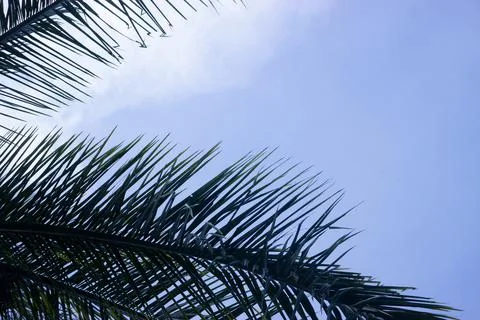 Coconut tree with blue sky Stock Photos