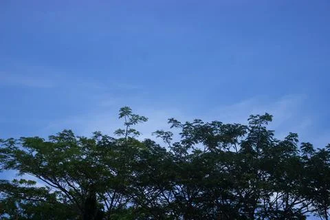 Coconut tree with blue sky Stock Photos
