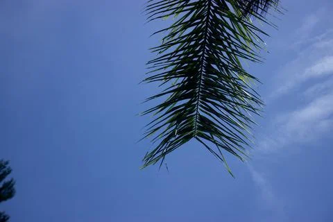 Coconut tree with blue sky Stock Photos