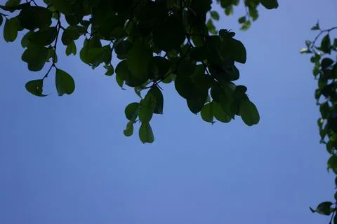 Coconut tree with blue sky Stock Photos