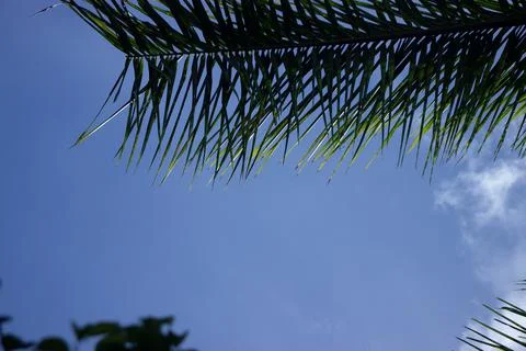 Coconut tree with blue sky Stock Photos