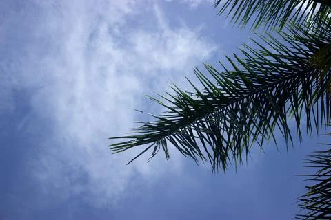 Coconut tree with blue sky Stock Photos