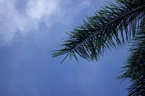 Coconut tree with blue sky Stock Photos