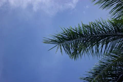 Coconut tree with blue sky Stock Photos