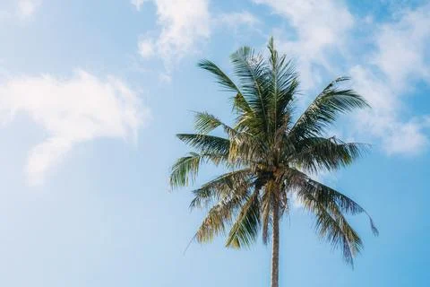Coconut tree with blue sky. Stock Photos