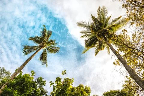 Coconut tree, blue sky,White cloud Stock Photos