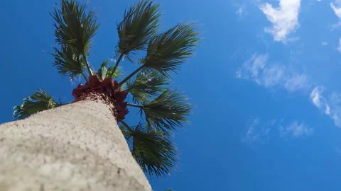 Coconut Tree, Bottom View. Green Palm Against the Blue Sky.  Stock Footage 236936062