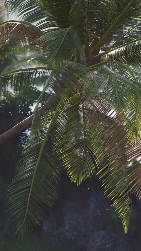 Coconut tree branches sway above tropical landscape during sunny day Stock Footage 341042452