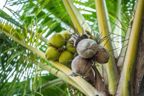 Coconut tree with brown coconut Stock-Fotos