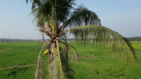 A coconut tree with a brown trunk and green leaves Stock Footage 325824352