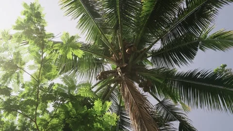 Coconut  tree with a bunch of coconuts Stock Footage 314676506
