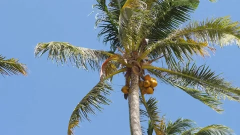 A coconut tree with bunch of fruit and leaves in down up low angle. Stock Footage 149551964