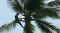 Coconut tree cleaner close up HD Footage