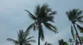 Coconut tree cleaner HD Footage