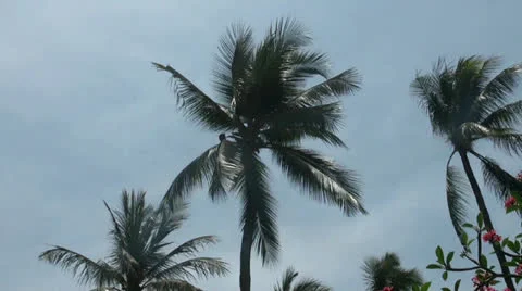 Coconut tree cleaner Stock Footage 22845863