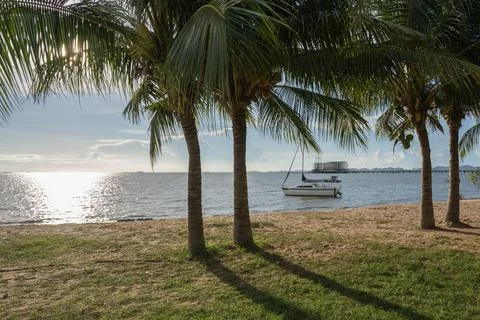 Coconut tree with clear sky behind beach Foto stock