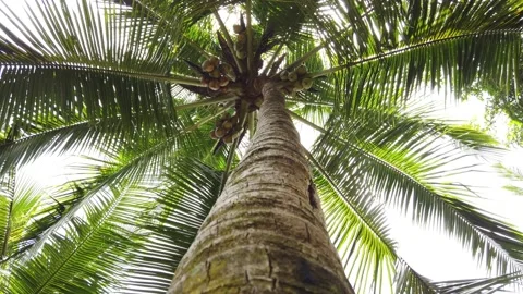 Coconut tree climbing view of climber. 4K video. Climbing. Stock Footage 156232140