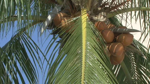 Coconut Tree - Close Up 库存影片 409530