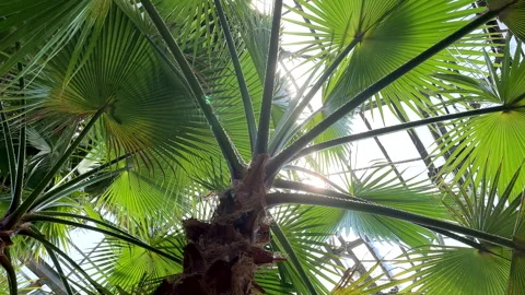 Coconut tree close up Stock Footage 258224394